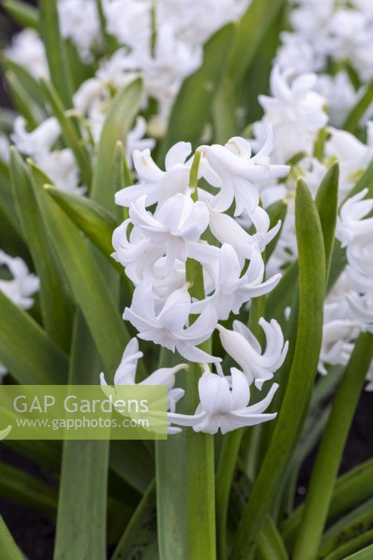 Hyacinthus orientalis 'Ben Nevis', une jacinthe orientale parfumée aux fleurs blanches portées en mars et avril.