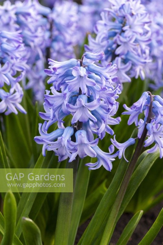 Hyacinthus orientalis 'Sarah Bateman', une jacinthe orientale parfumée élevée par Alan Shipp avec des fleurs bleu pâle portées en mars et avril.