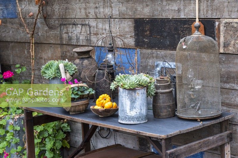 Une table d'appoint a de vieilles boîtes de conserve plantées de plantes grasses et des trugs de cyclamen et de courges à floraison automnale.