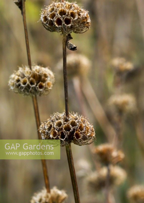 Phlomis tuberosa , une grande plante vivace à têtes de graines brunes portées en verticilles sur de hautes tiges raides.