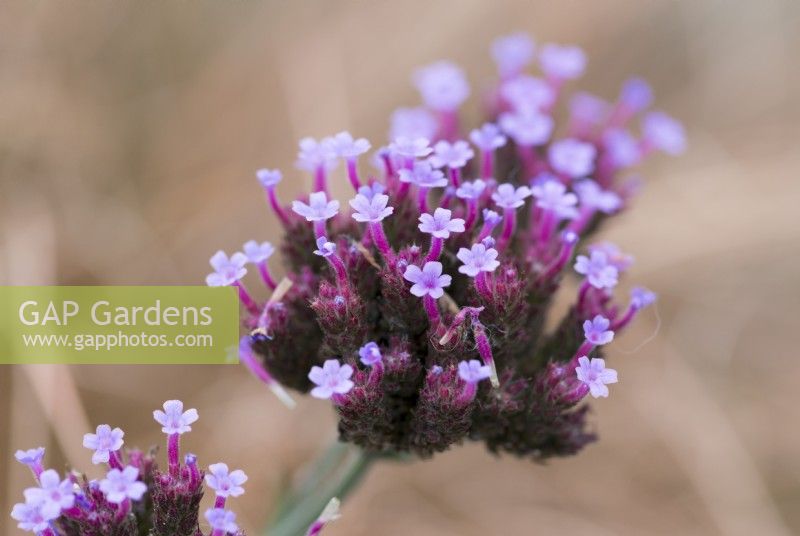 Verbena bonariensis 'Lollipop', une forme naine de la plante vivace qui porte des fleurs violettes de l'été à l'hiver.
