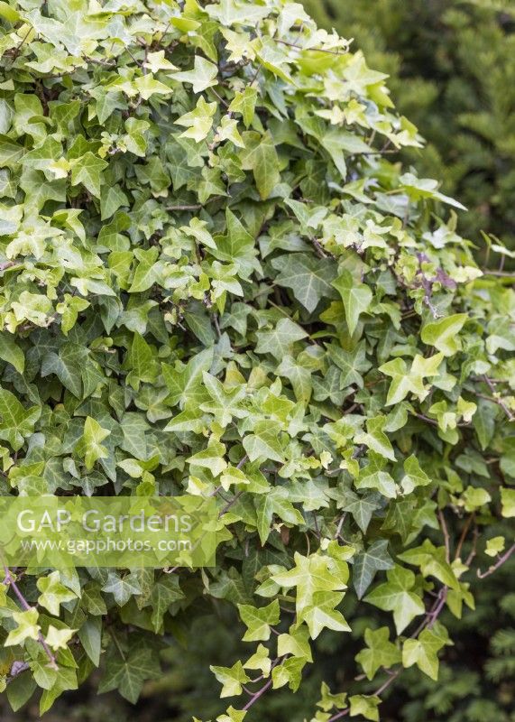 Hedera helix Pittsburgh, automne septembre