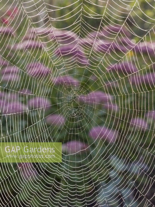 Araneus diadematus - Toile d'araignée de jardin devant des fleurs de sedum