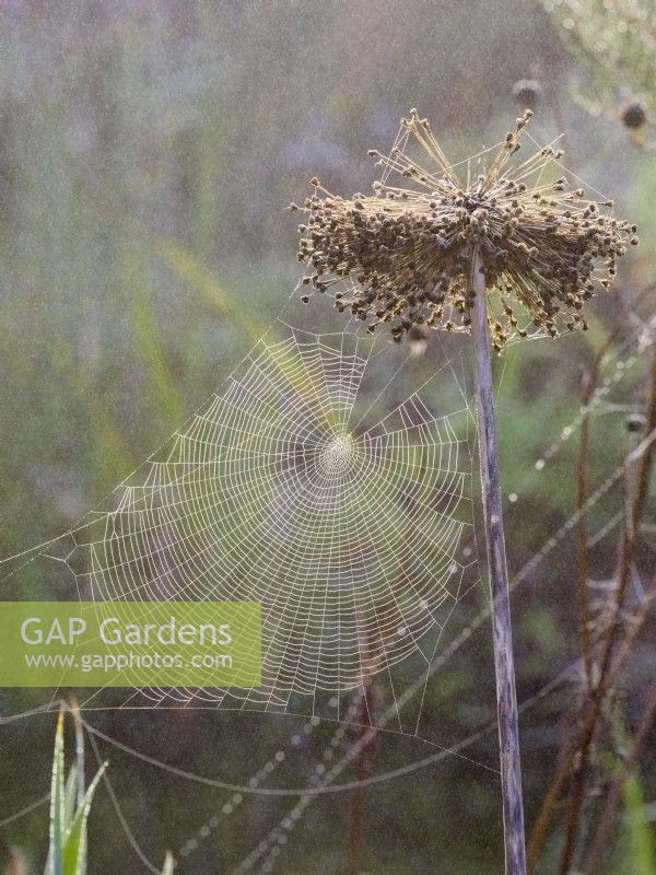 Araneus diadematus - Dewy Garden toiles d'araignées sur Allium Seedhead dans la brume