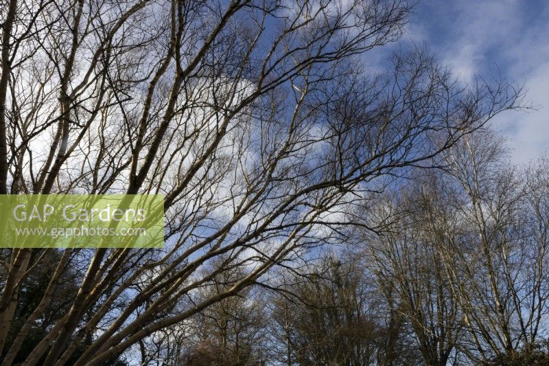 Betula ermanii Grayswood Hill (à gauche) des branches d'arbres contre un ciel bleu et des nuages. Devon