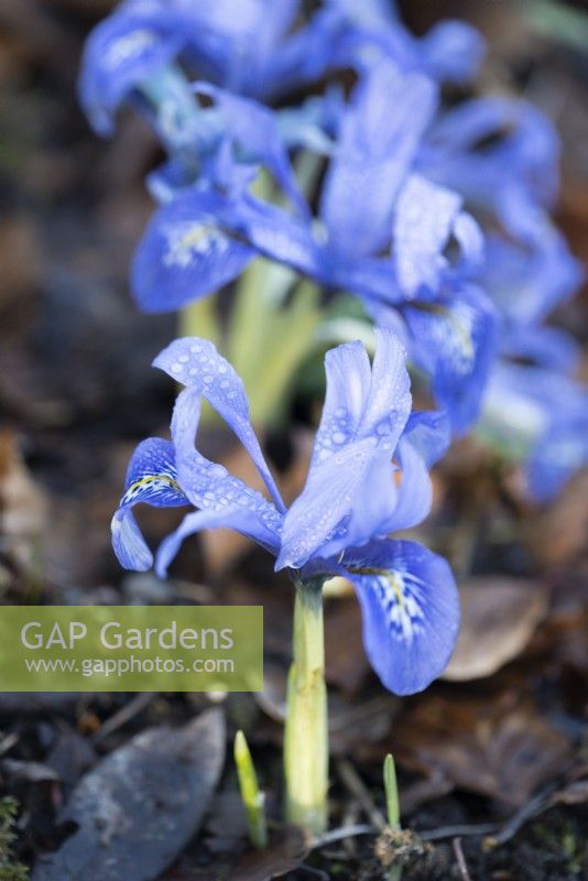 Iris Histrioides Angel's Tears, mise au point sélective. Fermer.