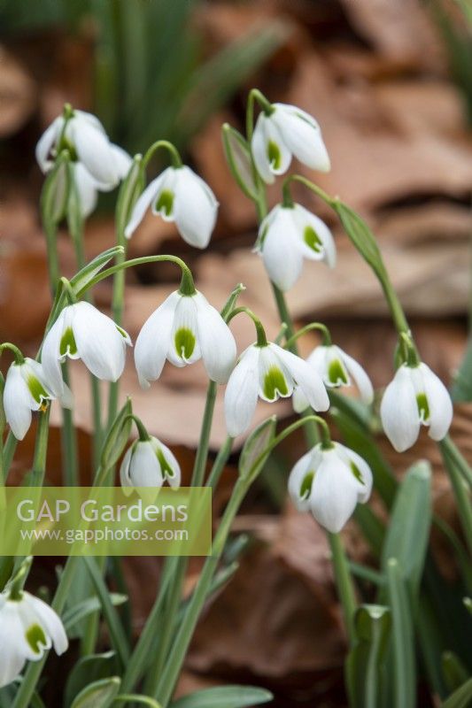 Galanthus 'Dionysus' - perce-neige - février