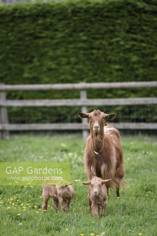 Chèvre dorée de Guernesey avec ses enfants dans l'enclos en mai