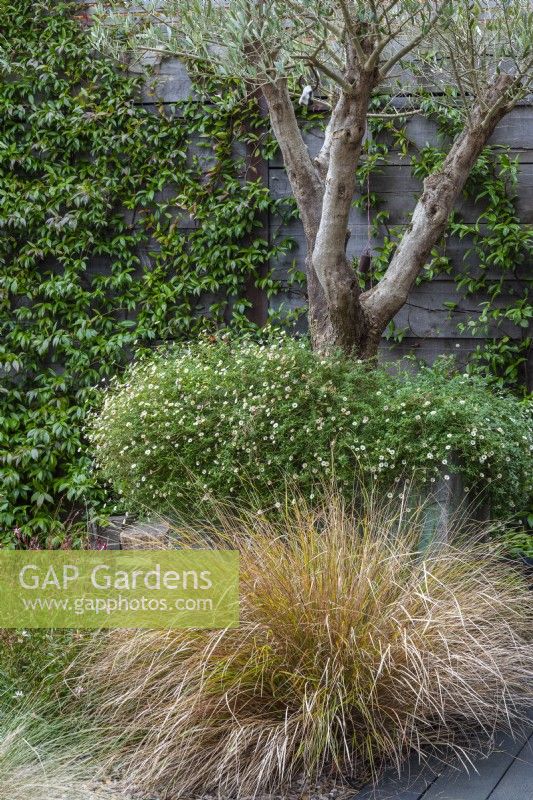 Une touffe d'herbe de queue de faisan, Anemanthele lessionana syn Stipa arundinacea, cultivée dans le jardin de gravier devant un vieux réservoir galvanisé planté de vergerette et d'un vieil olivier.