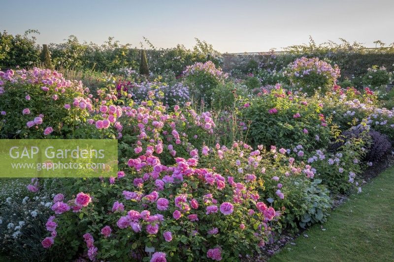 Le jardin du Lion à David Austin Roses avec un parterre de roses dont Rosa 'Princess Alexandra of Kent' syn. 'Ausmerchant' et Rosa 'Harlow Carr' syn. 'Aushouse'