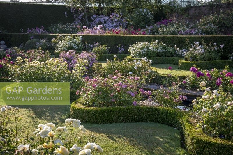 Le jardin de la Renaissance à David Austin Roses avec des haies de buis basses incurvées remplies de parterres de roses