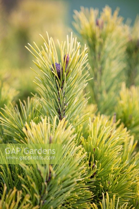 Pinus mugo 'Carsten's Wintergold', Conifère.