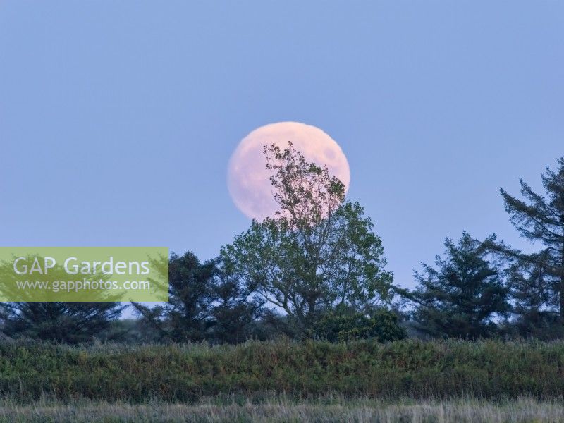 Pleine lune s'élevant au-dessus des arbres sur les marais de Norfolk