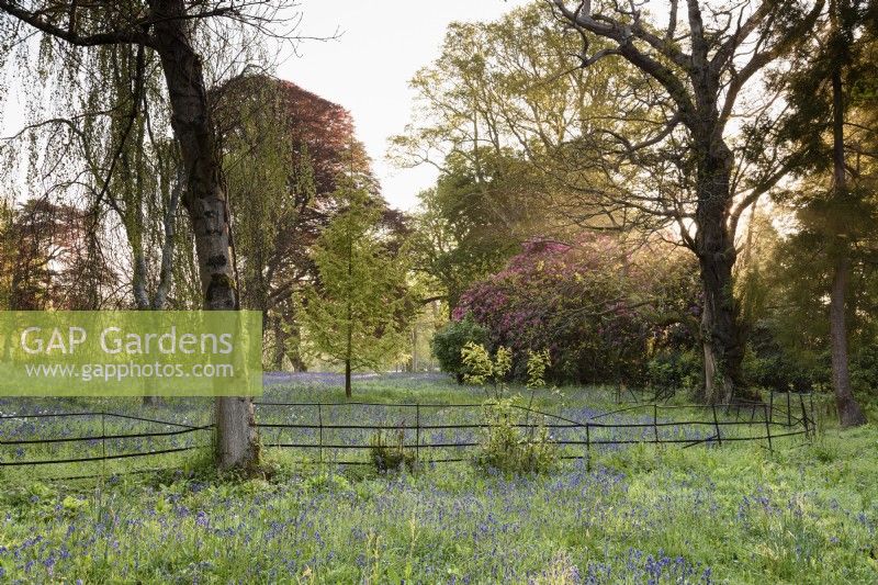 Bluebells ci-dessous des arbres à Enys garden, Cornwall au début de mai