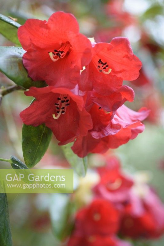 Rhododendron thomsonii à fleurs rouges en mai