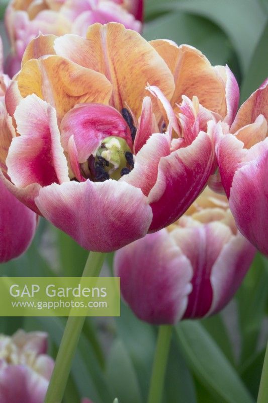 Tulipa Vérone Sunrise