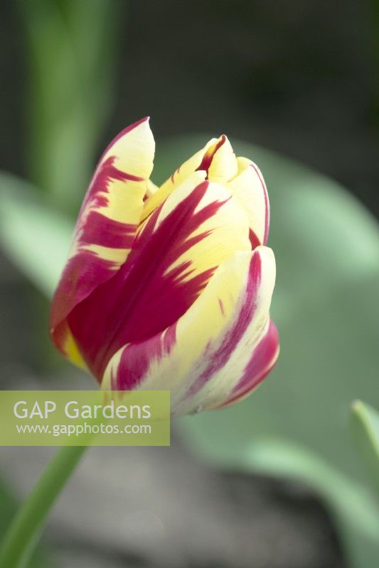 Tulipe Grande Perfection
