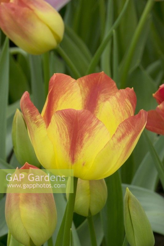 Attrape-soleil tulipe