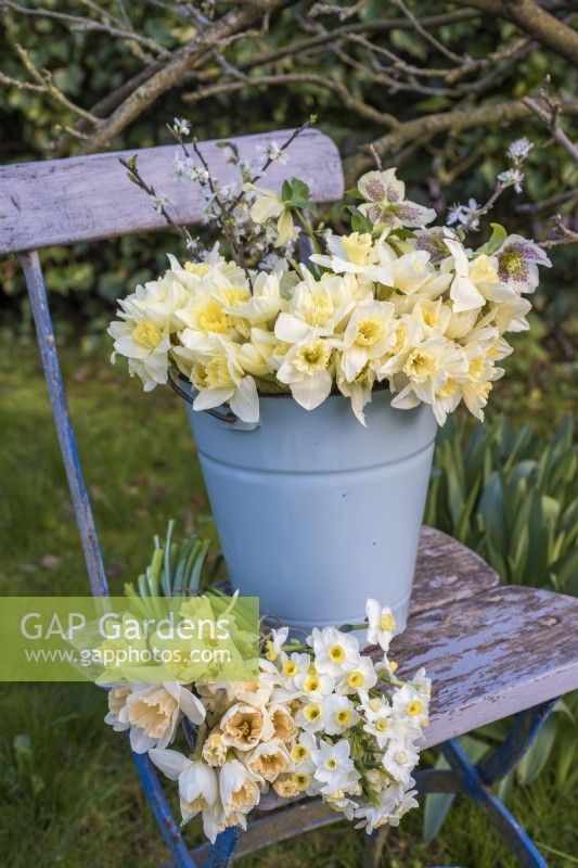 Mélange de bouquets blancs et jaunes de Narcisse, d'hellébores et de fleurs affichés dans un seau en émail bleu pâle sur une chaise en bois bleue