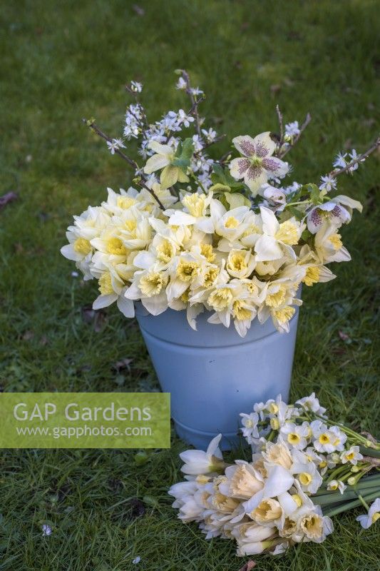 Bouquets de narcisses blancs et jaunes avec des hellébores et des fleurs de prunus affichés dans un seau en émail bleu pâle et sur l'herbe