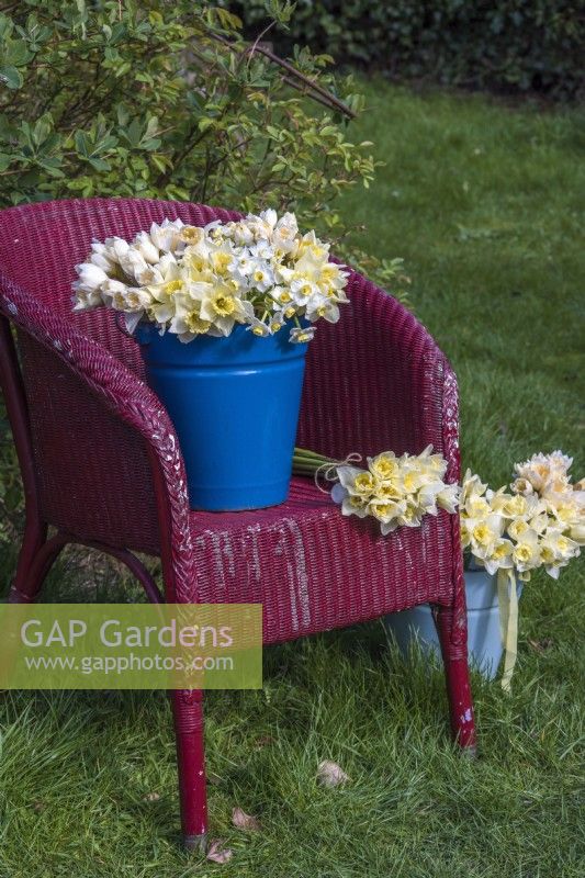 Bouquets de Narcisse blancs, jaunes et abricots mélangés affichés dans un seau en émail bleu et sur une chaise rouge vintage