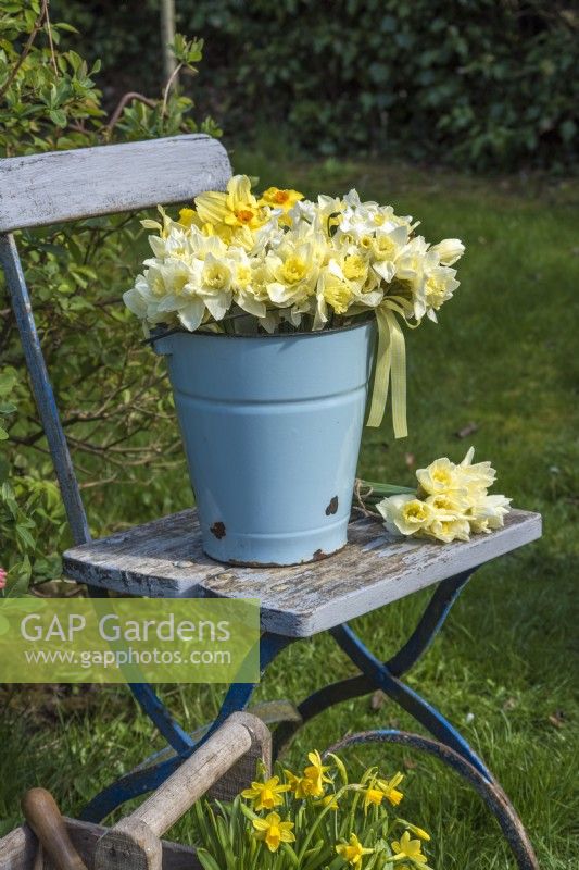 Mélange de bouquets blancs et jaunes de Narcisse affichés dans un seau en émail bleu pâle avec ruban vichy jaune sur une chaise en bois bleue