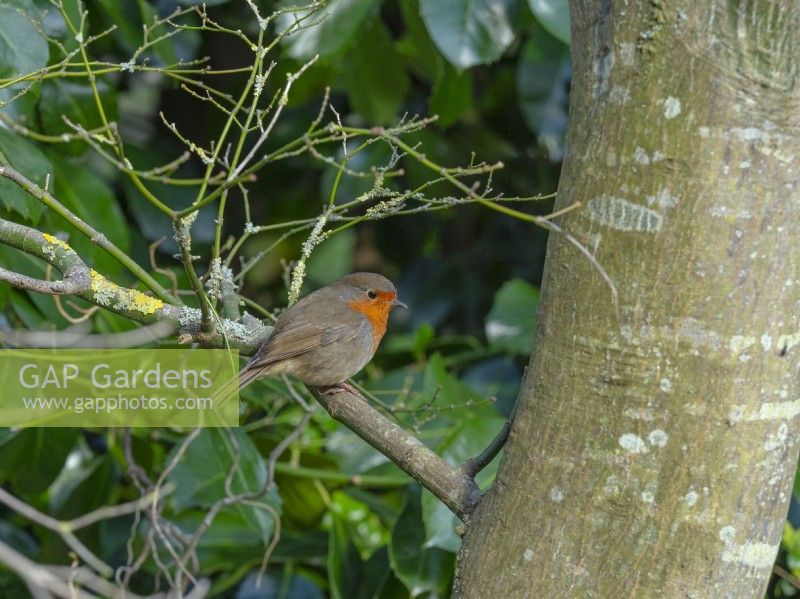 Erithacus rubecula aux abords Robin dans le jardin au début du printemps