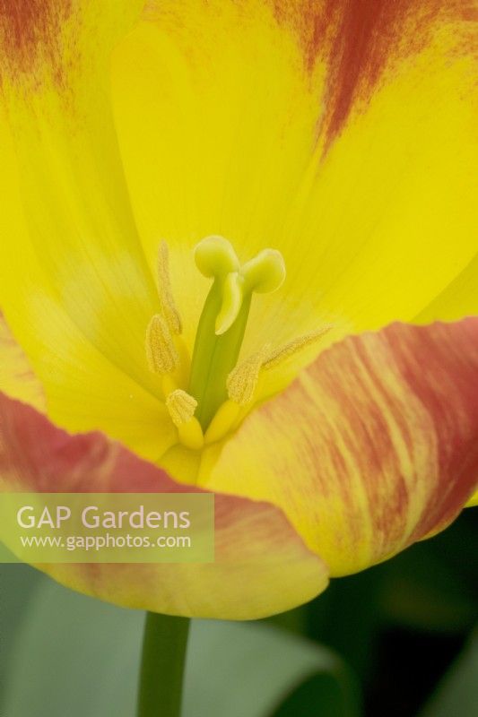 Attrape-soleil tulipe