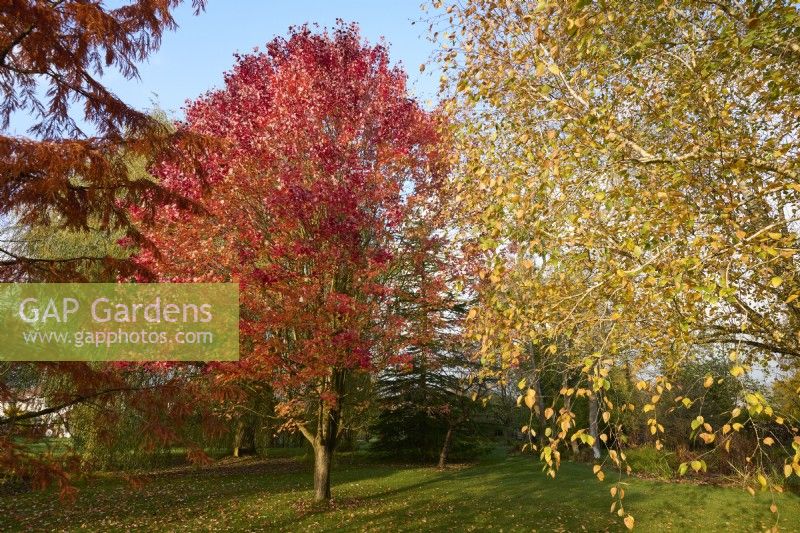 Acer rubrum 'October Glory' et Betula utilis var. jacquemontii