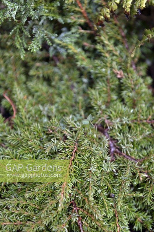 Juniperus squamata 'Tapis Vert' sens Genévrier.