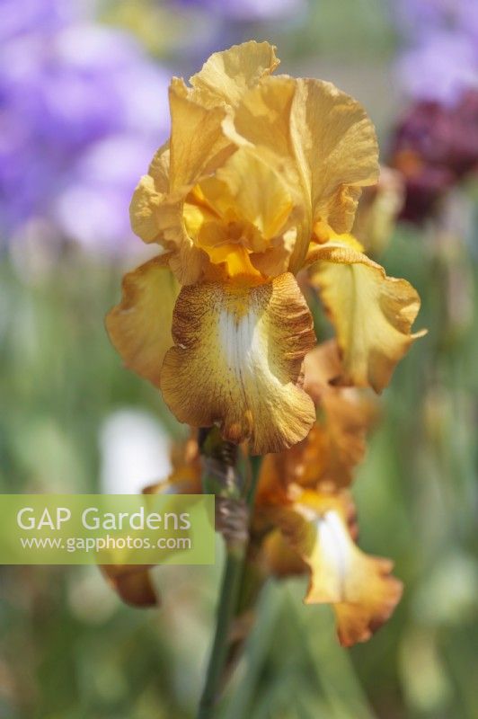 Historique Tall Bearded Iris 'Chinquapin' - Hybridizer James Gibson, 1959