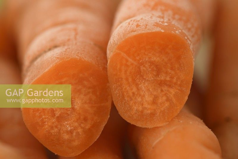 Daucus carota 'Little Finger' Carottes fraîchement cueillies lavées une coupe en deux Septembre