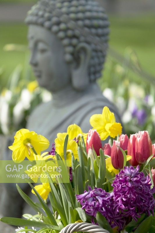 Jonquilles, tulipes et jacinthes dans le panier. Sculpture de Bouddha.