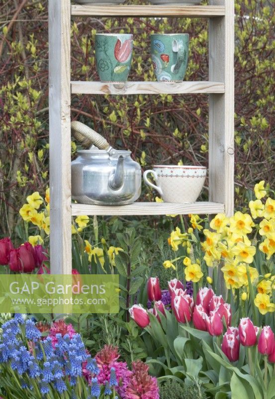 Jacinthes, muscari, tulipes et jonquilles. Décoration avec bouilloire et tasses à thé.
