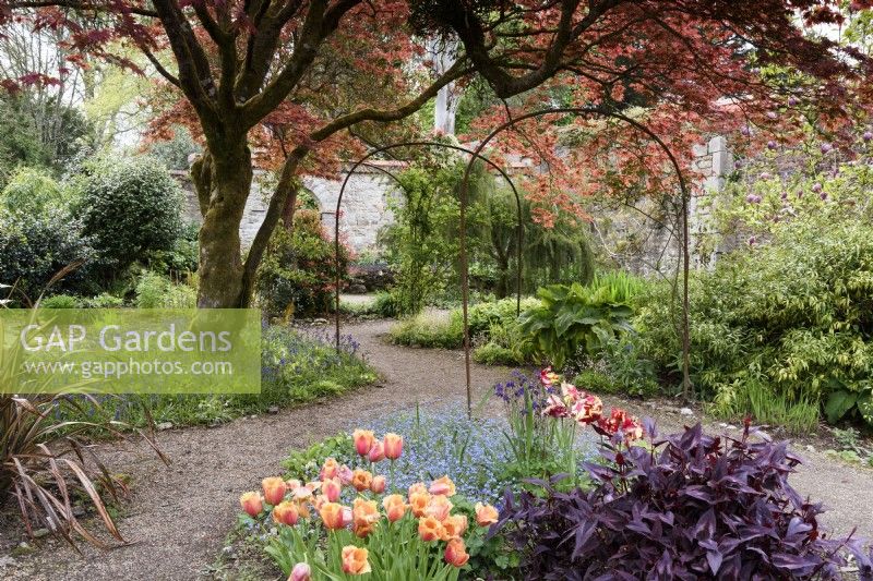 Le jardin de fleurs à Enys Garden à Cornwall au début de mai avec des jacinthes et des tulipes ci-dessous un acer