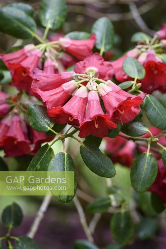 Rhododendron thomsonii à fleurs rouges en mai