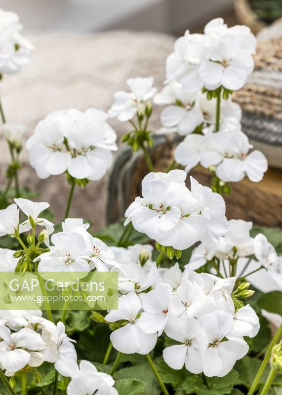 Pelargonium zonale Pinto Premium White, été août
