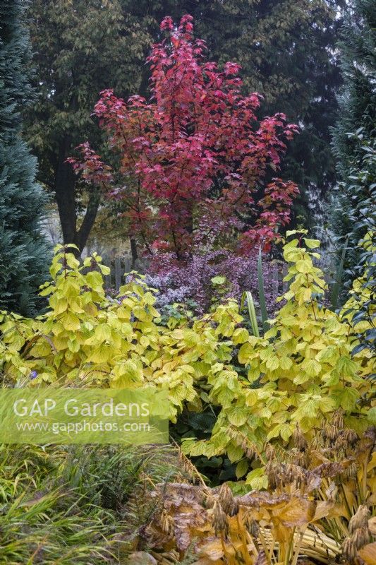 Acer rubrum 'Brandywine', Cornus sanguinea 'Midwinter Fire' et Berberis thunbergii f. atropurpurea 'Rose Glow' en parterre mixte.