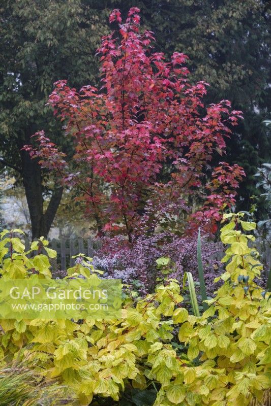 Acer rubrum 'Brandywine', Cornus sanguinea 'Midwinter Fire' et Berberis thunbergii f. atropurpurea 'Rose Glow' en parterre mixte.