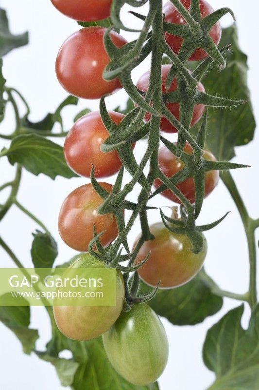 Solanum lycopersicum 'Pink Grape' Tomates cerises Fruit mûrissant Syn. Lycopersicon esculentum Août