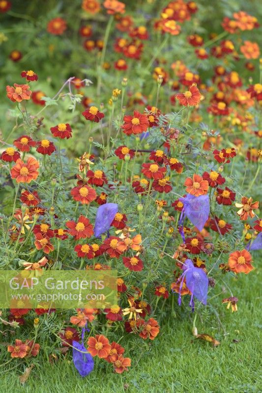 Tagetes avec des sacs en filet attachés autour des fleurs pour recueillir des graines dans le jardin de John Massey en octobre.