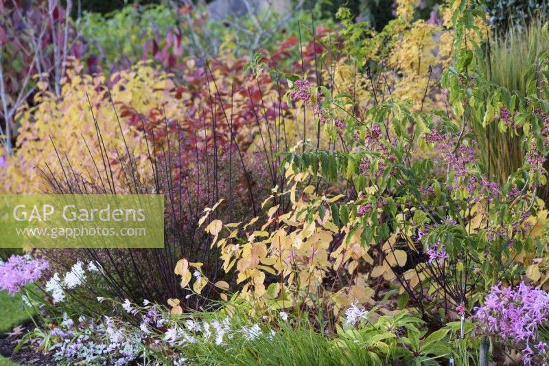 Parterre mixte au jardin de John Massey en octobre avec arbustes, nérines et cyclamen.
