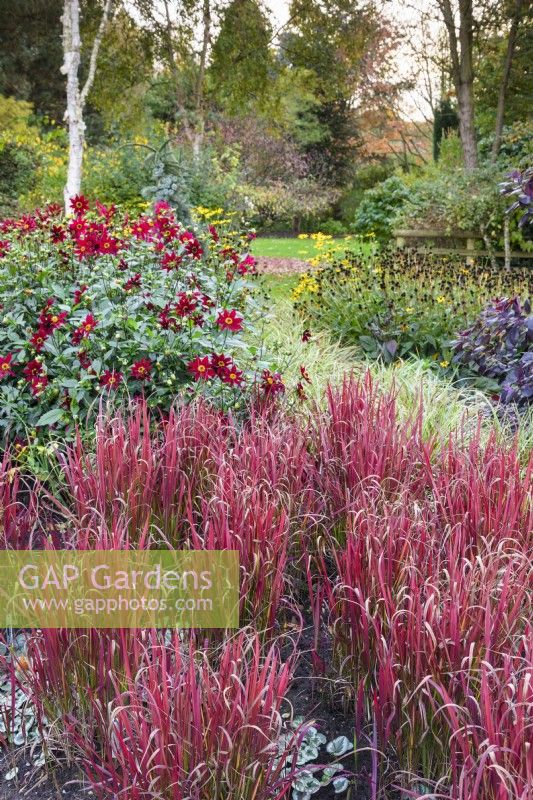 Plantation colorée comprenant des graminées ornementales telles que Imperata cylindrica 'Rubra'et des plantes vivaces herbacées tardives dans le jardin d'Adam au jardin de John Massey en octobre.