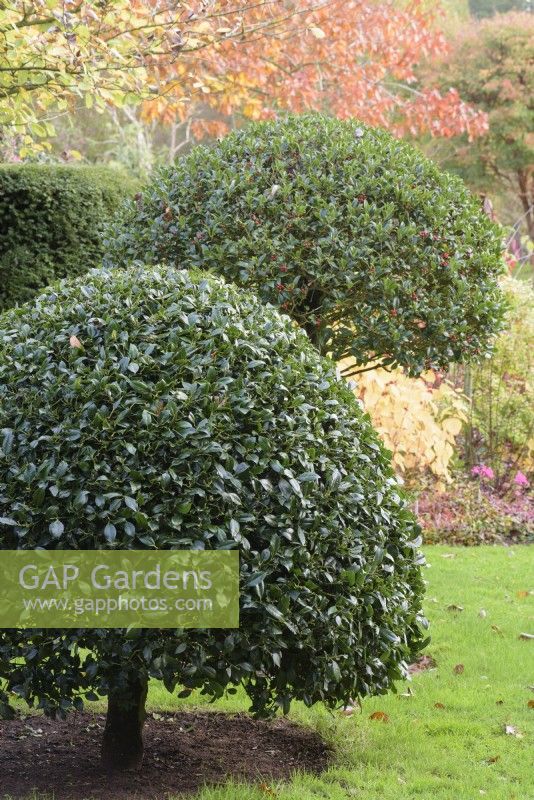 Des houx taillés dans le jardin de John Massey en octobre.