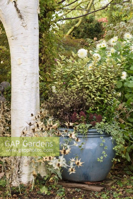 Pot bleu émaillé avec jardinière d'hiver comprenant Eleagnus x ebbingei 'Limelight', skimmia, Pittosporum tenuifolium 'Tom Thumb' et lierres traînants au jardin de John Massey en octobre.