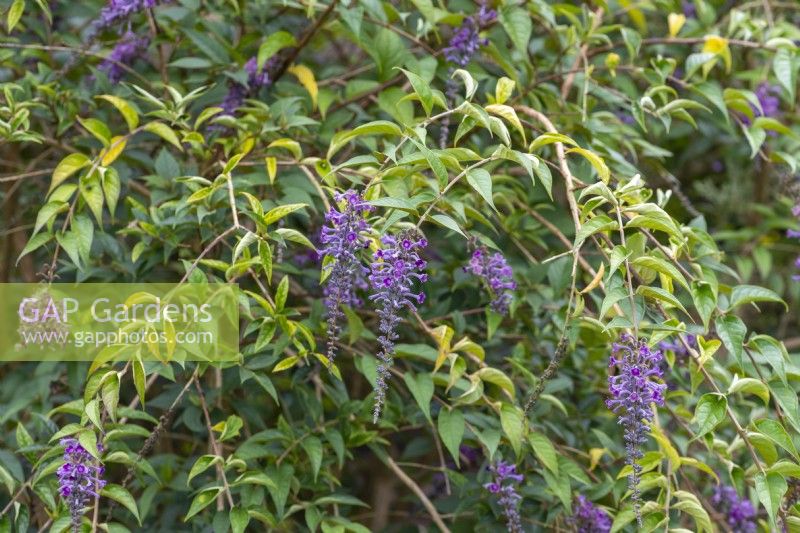 Buddleja lindleyana, arbuste aux papillons de Lindley, floraison à partir d'août.
