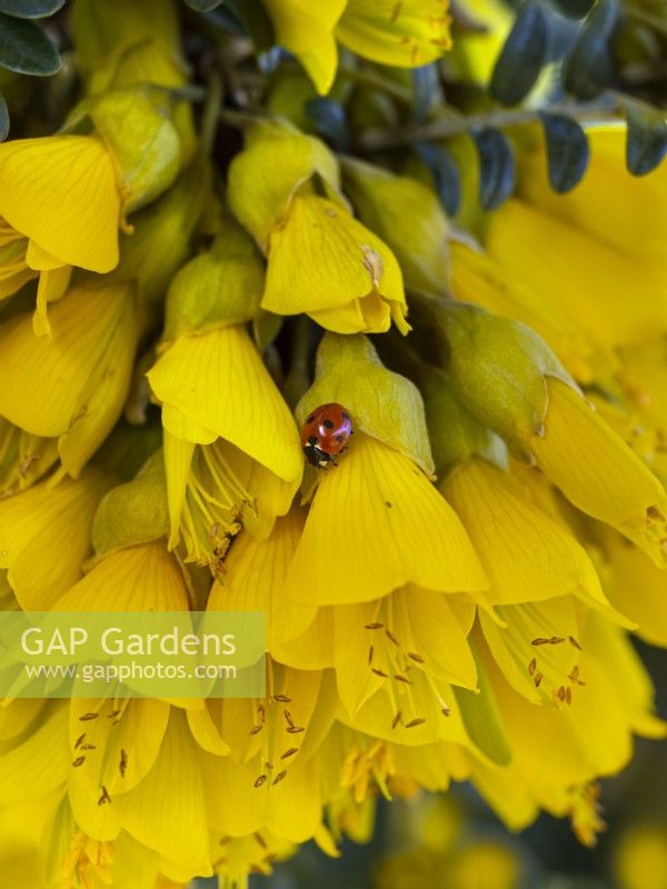Sophora tetraptera - Kowhai en fleur avec Ladybird mi mars Norfolk