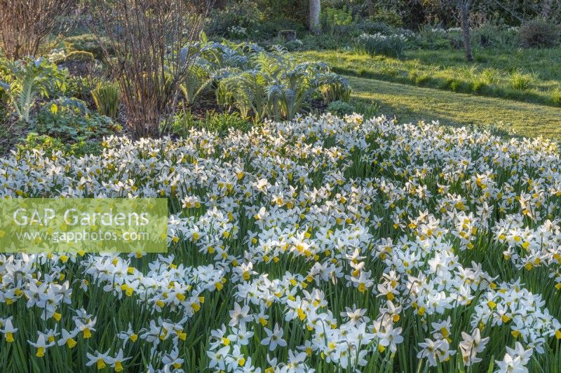Dérive de Narcissus 'Jack Snipe' floraison au printemps - avril