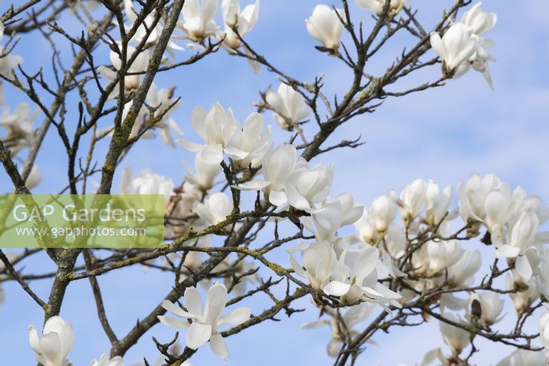 Magnolia denudata 'Giubiasco'