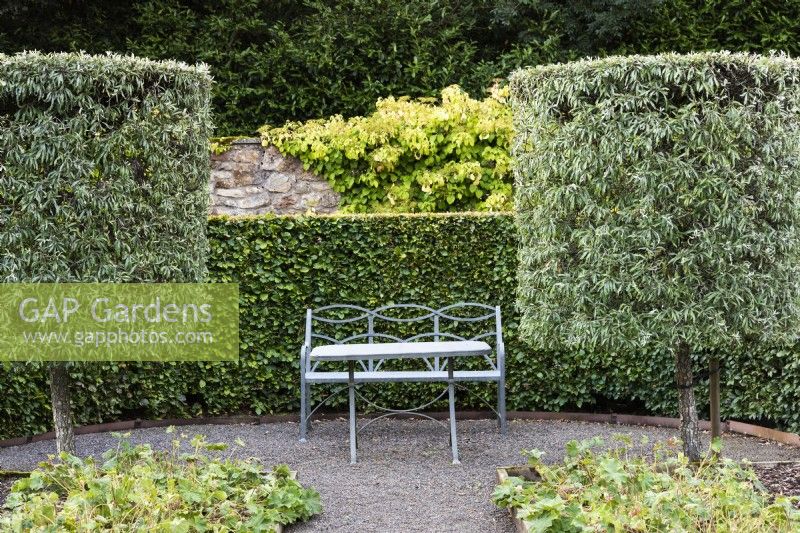 Un siège et une table en métal encadrés par des tambours de poire argentée pleureuse, Pyrus salicifolia 'Pendula', à Whitburgh House Walled Garden en septembre.